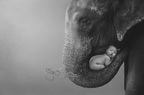 ElephantBW